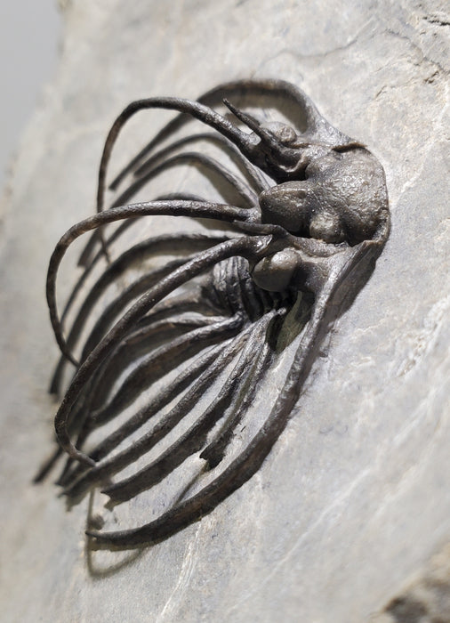 Rare Spiny Heliopeltis johnsoni Trilobite | Devonian | Morocco