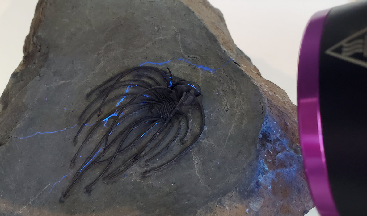 Rare Spiny Heliopeltis johnsoni Trilobite | Devonian | Morocco