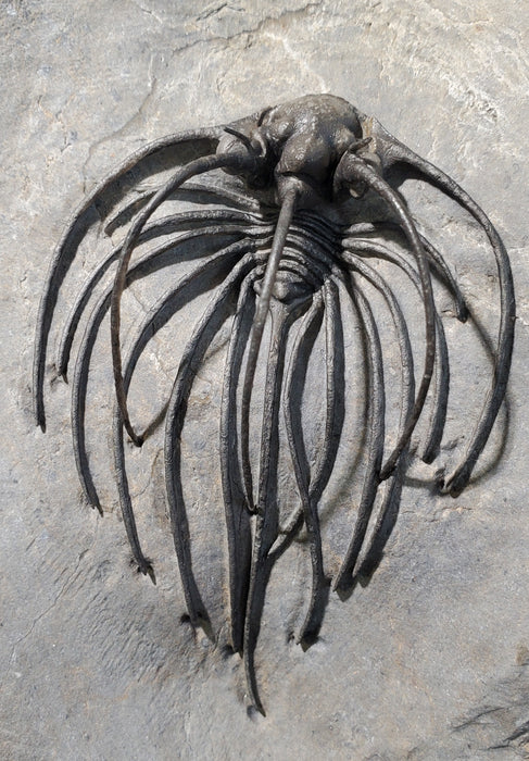Rare Spiny Heliopeltis johnsoni Trilobite | Devonian | Morocco