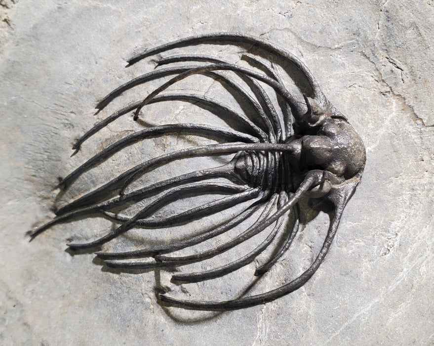 Rare Spiny Heliopeltis johnsoni Trilobite | Devonian | Morocco