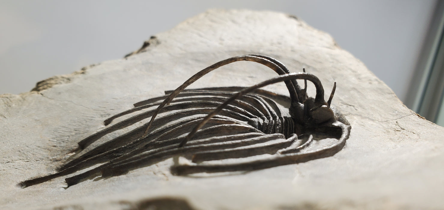 Rare Spiny Heliopeltis johnsoni Trilobite | Devonian | Morocco