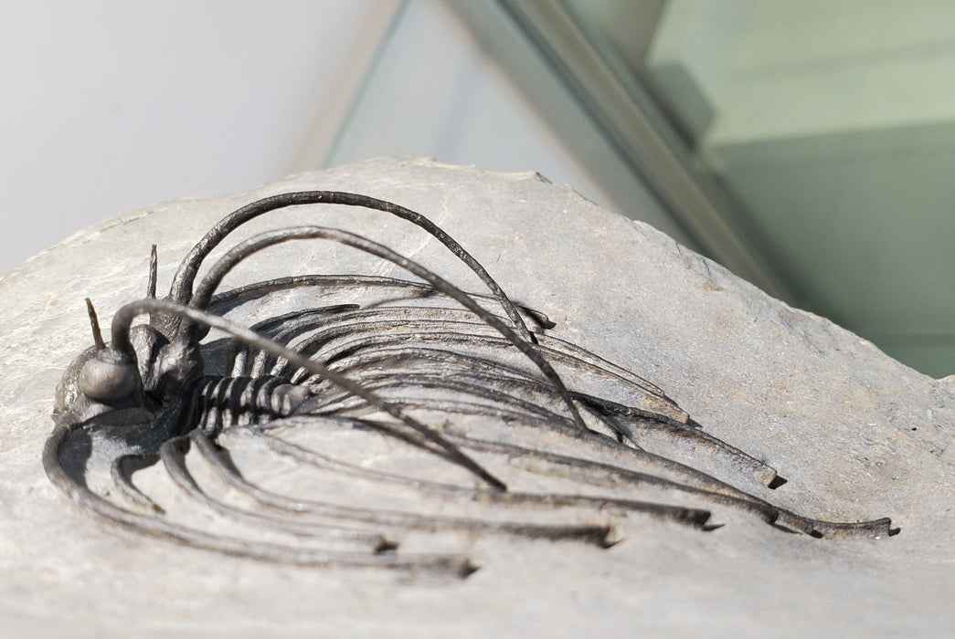 Rare Spiny Heliopeltis johnsoni Trilobite | Devonian | Morocco