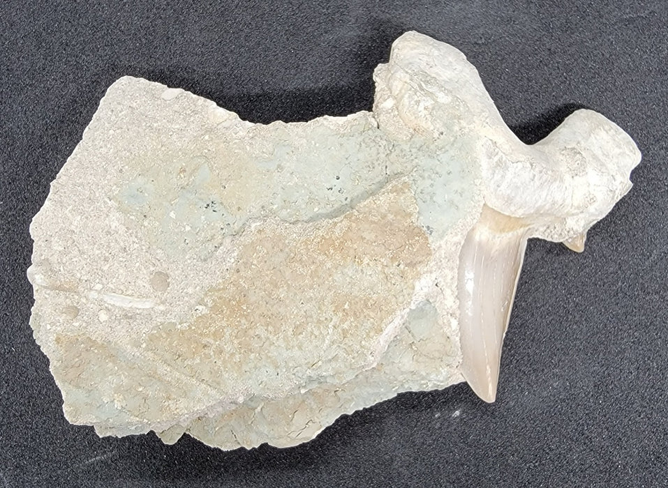 Otodus obliquus Shark Tooth in Matrix