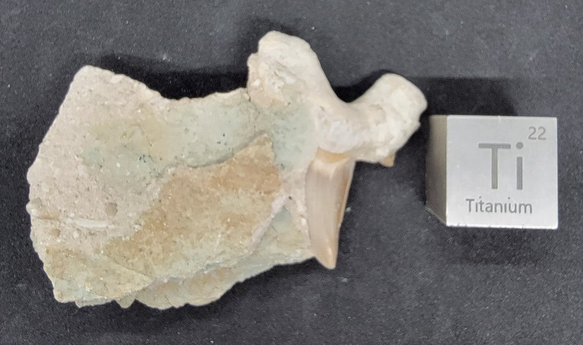 Otodus obliquus Shark Tooth in Matrix