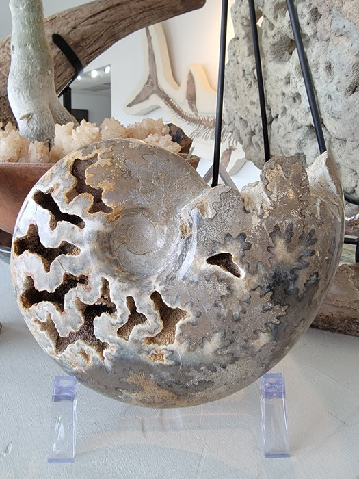 Ammonite Schloenbacchia sp. | Morocco