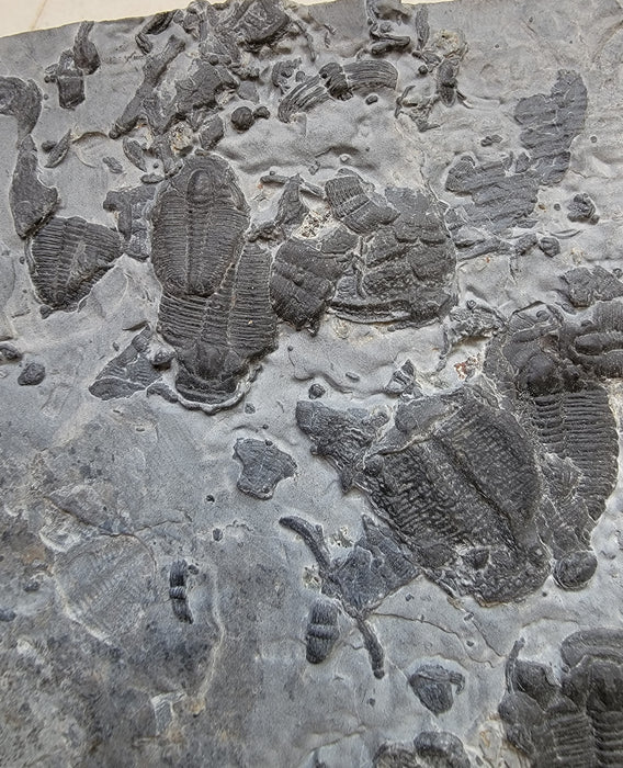 Spectacular Elrathia kingii Trilobites in Matrix | Utah