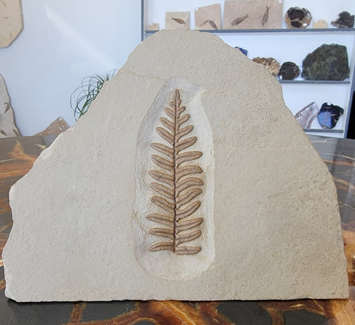 In Stone Fossils