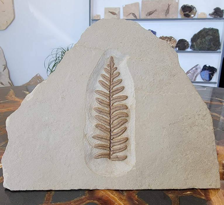 Alethopteris grandini (Fern)