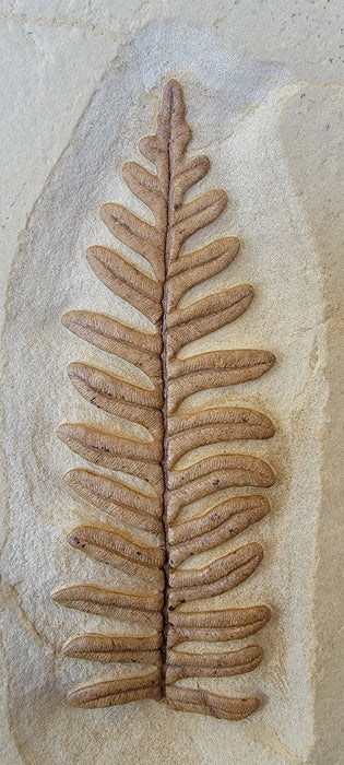 Alethopteris grandini (Fern)