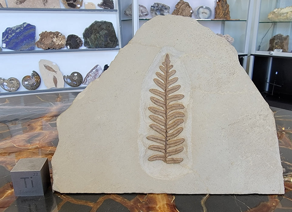 Alethopteris grandini (Fern)