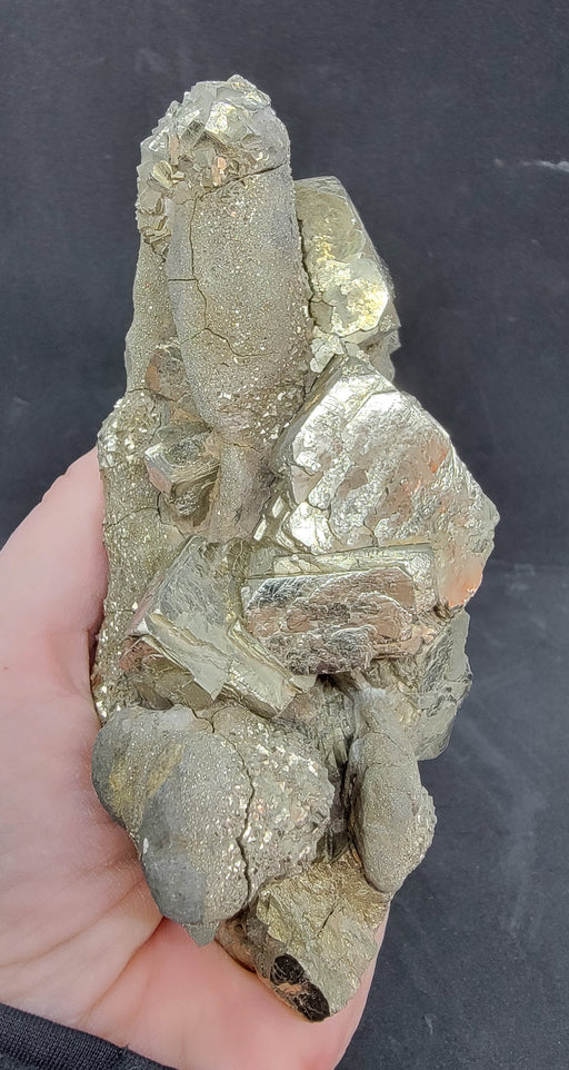 In Stone Fossils