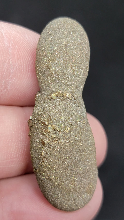 In Stone Fossils