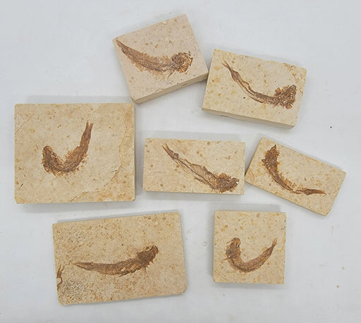 In Stone Fossils