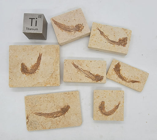 In Stone Fossils