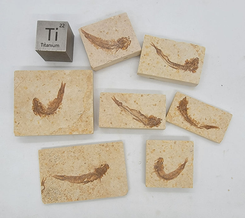 Natural Mini Knightia Fish | Green River Formation