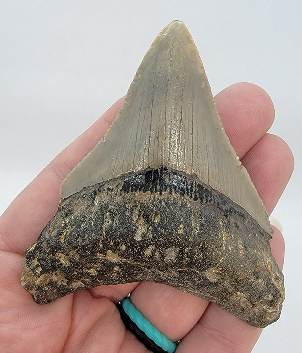 3.5" Megalodon Tooth