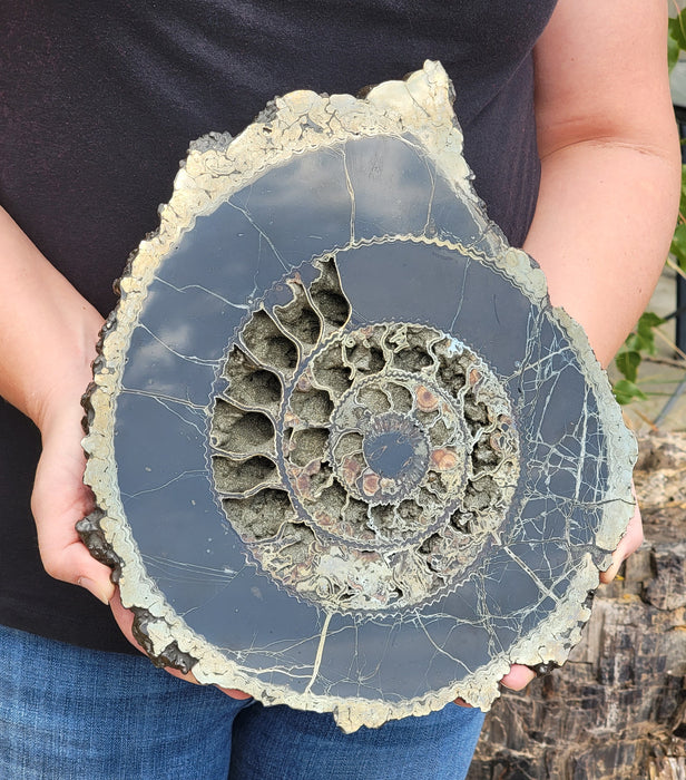 Pyritized Ammonite Half | Russia