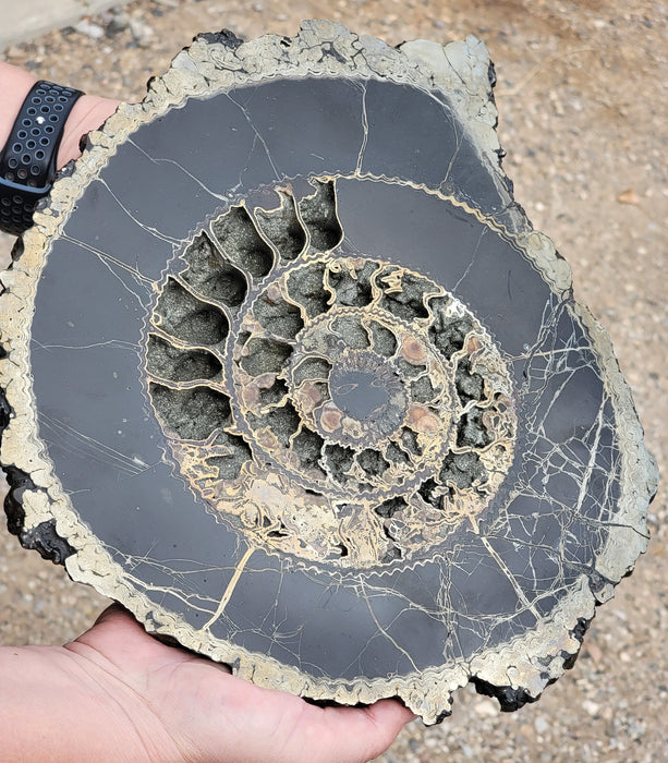 Pyritized Ammonite Half | Russia