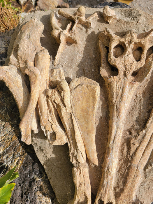Argochampsa krebsi Fossil Crocodile Skull and Bones | Morocco