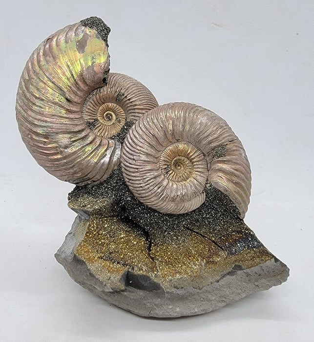 Iridescent Pyritized Ammonites | Russia