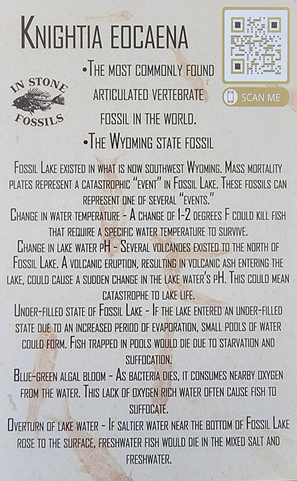 Fossil Mini Fish (Knightia eocaena) | Eco-Friendly | Green River Formation