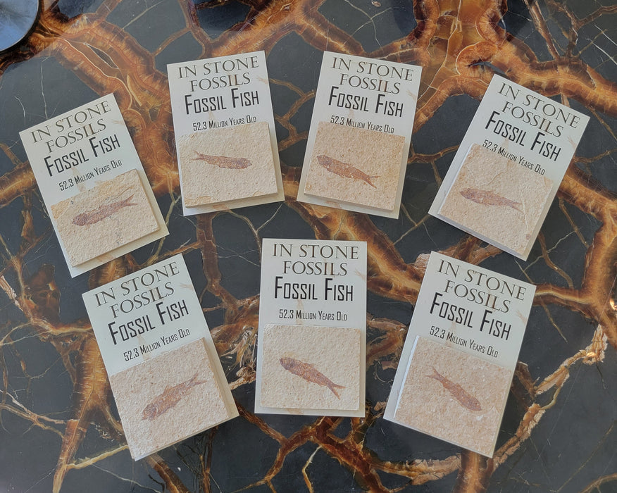 Fossil Mini Fish (Knightia eocaena) | Eco-Friendly | Green River Formation