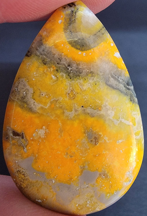 In Stone Fossils