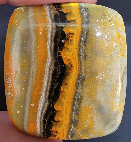 In Stone Fossils