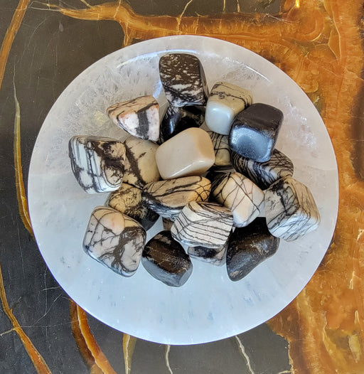 In Stone Fossils