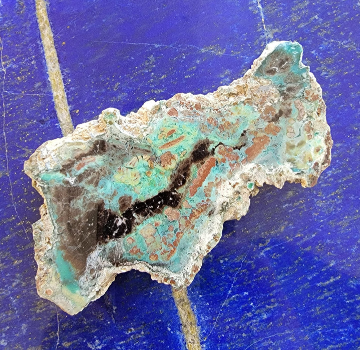 Rare Chrysocolla Petrified Wood Slab "Colla Wood" | Turkey