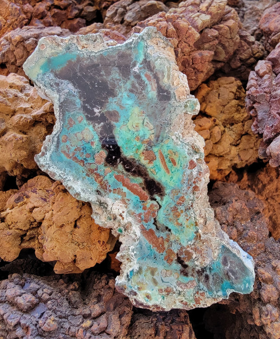 Rare Chrysocolla Petrified Wood Slab "Colla Wood" | Turkey