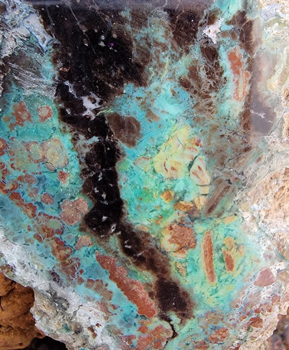 Rare Chrysocolla Petrified Wood Slab "Colla Wood" | Turkey