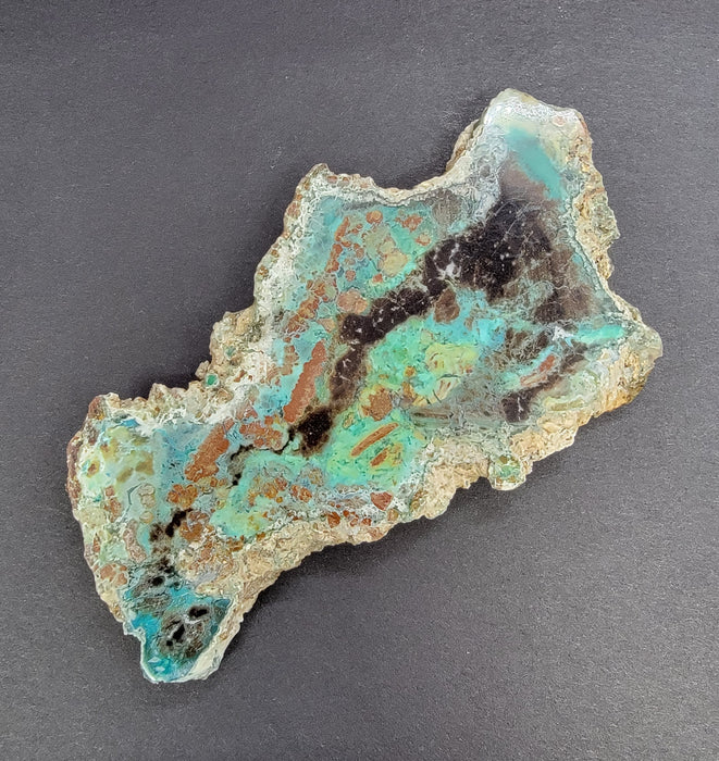 Rare Chrysocolla Petrified Wood Slab "Colla Wood" | Turkey