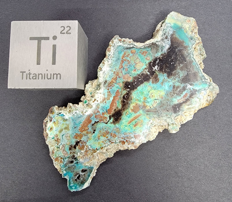 Rare Chrysocolla Petrified Wood Slab "Colla Wood" | Turkey