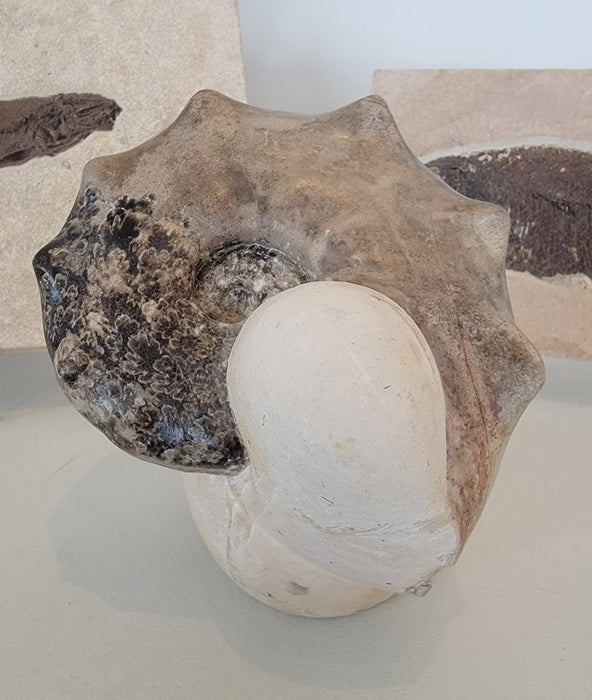 Ammonite Mammite Nodosoide | Morocco