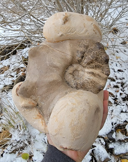 In Stone Fossils
