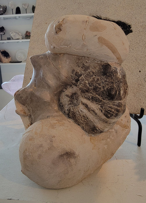 Ammonite Mammite Nodosoide | Morocco