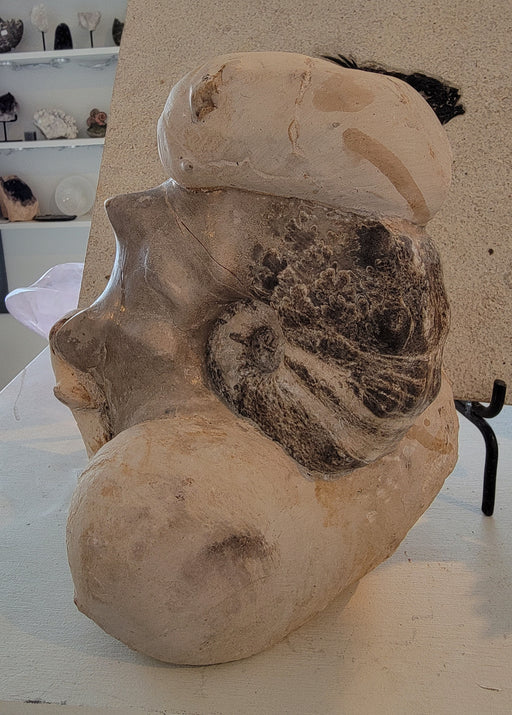 In Stone Fossils