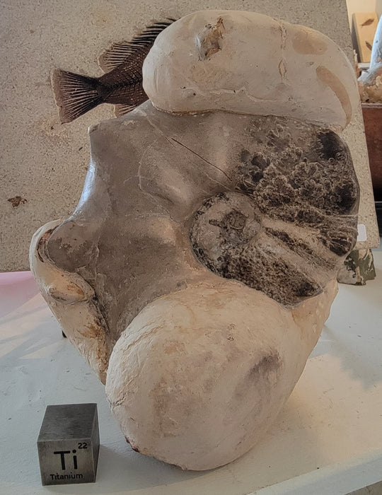 Ammonite Mammite Nodosoide | Morocco