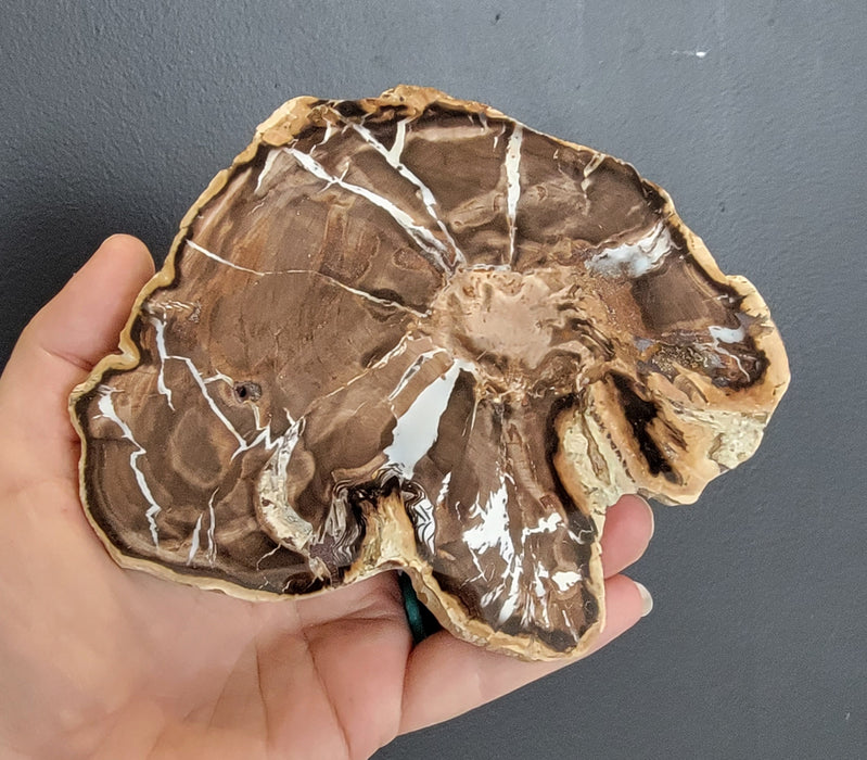 A++ Quality Petrified Wood | Mcdermitt, Oregon