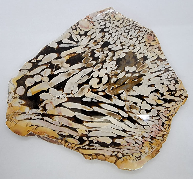 Peanut Wood | Australia