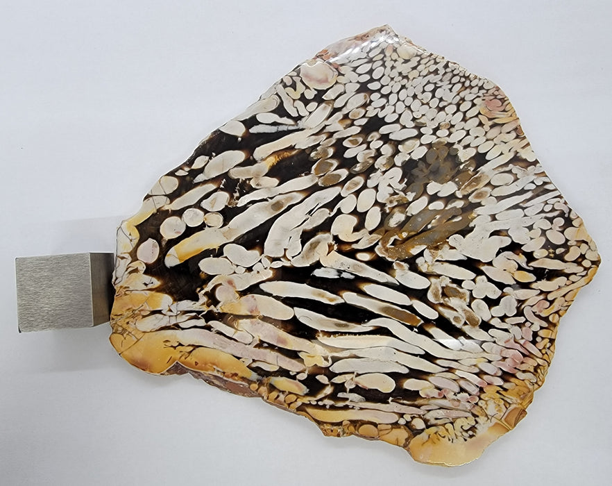 Peanut Wood | Australia