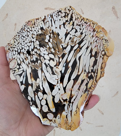 In Stone Fossils