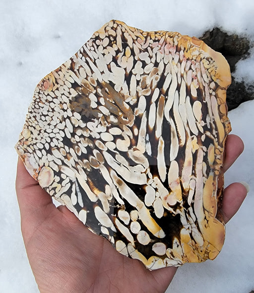 In Stone Fossils