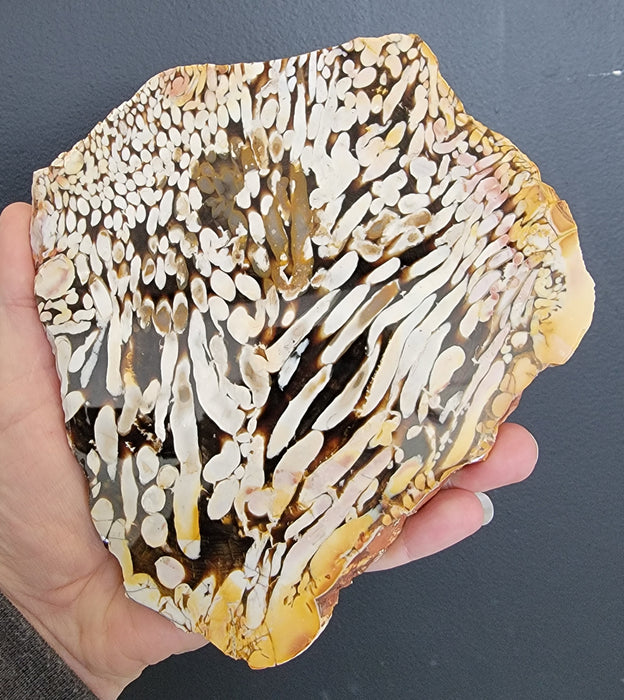 Peanut Wood | Australia