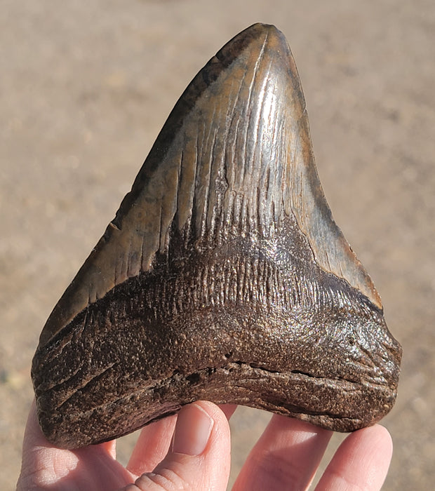 4.5" Megalodon Tooth