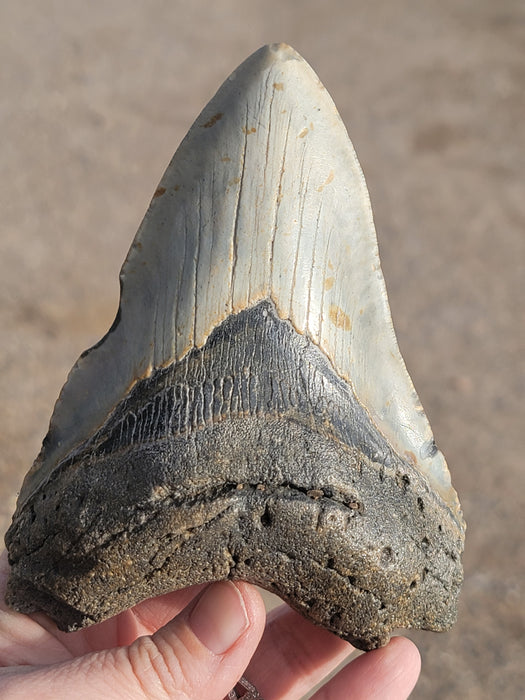 5" Megalodon Tooth