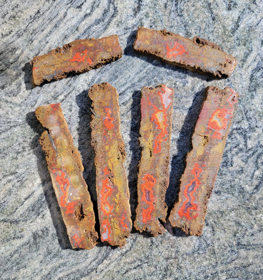 In Stone Fossils