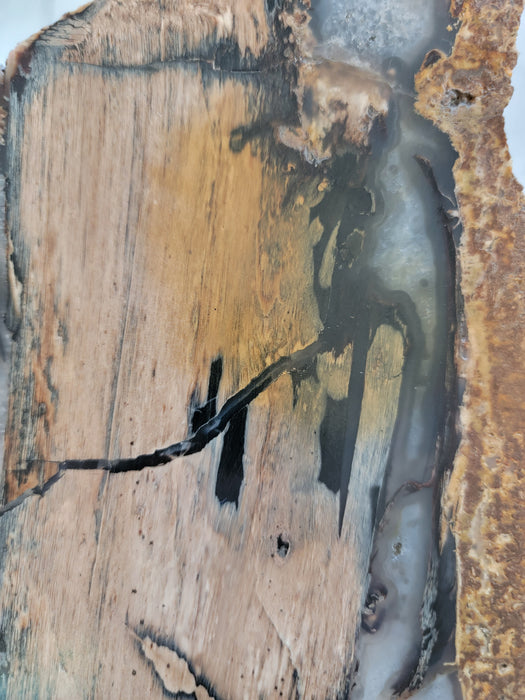 Free Form Blue Forest Chalcedony Agatized Unpolished Petrified Hardwood Slab | Eden Valley | Wyoming