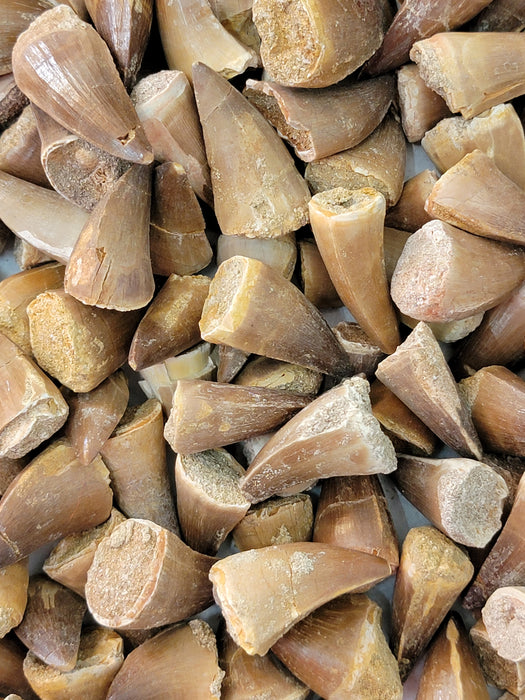 Mosasaur Teeth (loose) | Morocco